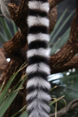 Closed Up and Detail Shot of Lemur's Tail, Which has a White Colors with Black Rings Pattern
