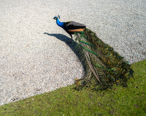 Peacock Splendor of Isola Madre