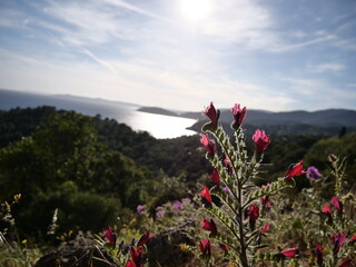 Eine Blume im Portrait, im Hintergrund das schöne Meer mit Inseln