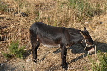 dark brown donkey standing in a field 