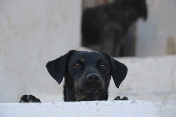 black dog staring from behind a fence with another dog and a white building in the background
