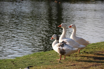 three geese standing on the shore of a lake