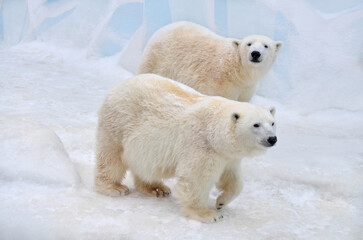 polar bear in the snow