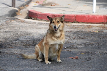 friendly brown dog sitting on street pavement