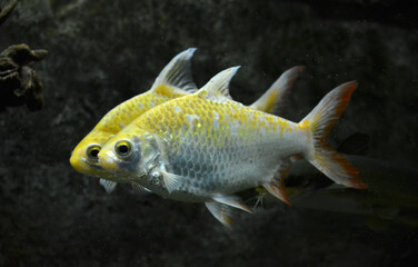 fish in aquarium