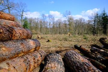 Holz Lager im Wald nach rodungsarbeiten 