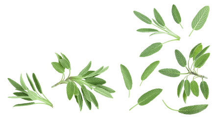 fresh sage herb isolated on white background with full depth of field, Top view with copy space for your text. Flat lay