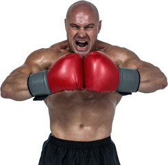 Aggressive boxer flexing muscles