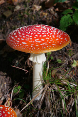 Big red fly agaric grows in autumn wood. Picturesque place in wood heart