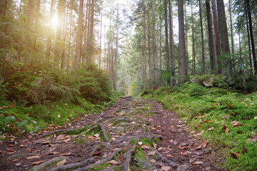 Sunset in the beautiful forest with coniferous trees and green moss