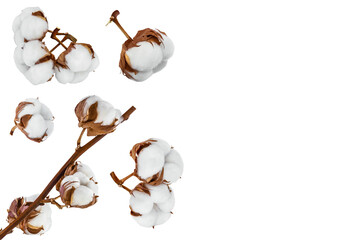 Cotton plant flower isolated on white background with full depth of field. Set or collection. Top view with copy space for your text