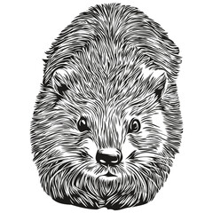beaver vector illustration line art drawing black and white beavers © Сергей Тарасюк