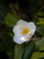 Fototapeta premium Closeup of single flower of Camellia 'Francis Hanger in a garden in Spring