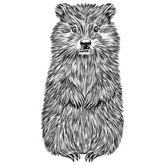 Cute hand drawn beaver, vector illustration black and white beavers