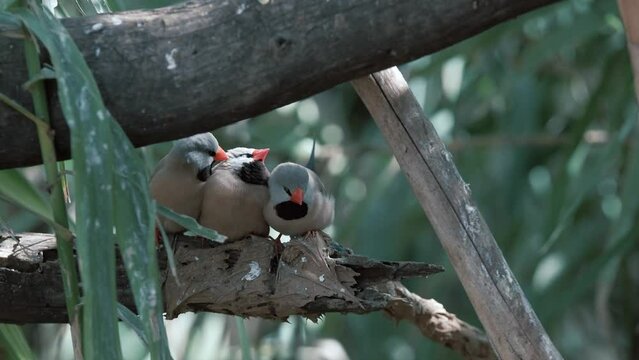 Two long-tailed finch birds is on a tree among grass. 