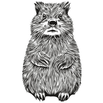 black and white quokka standing clip art preview