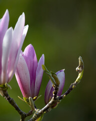 Closeup of flowers of Magnolia 'Judy' in a garden in Spring