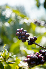 Robusta Coffee In Vietnam