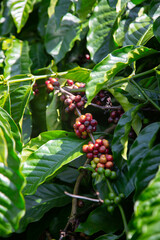 Robusta Coffee In Vietnam