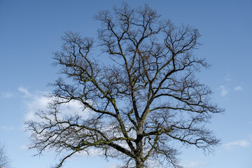 freestanding dry tree against the sky. Ecology concept, environmental protection. Place for text.