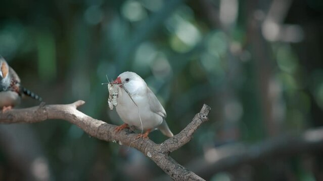 Zebra finches bird and long-tailed finch is on a tree among grass. 
