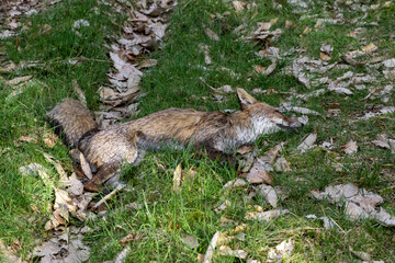 Dead fox on green grass. Natural death of animals, bad ecology.