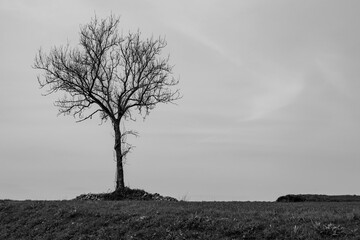 freestanding dry tree against the sky. Ecology concept, environmental protection. Place for text. Black and white image.