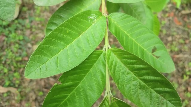 The common guava leaves. Psidium guajava is a small tree in the myrtle family. It is also called lemon guava, apple guava.