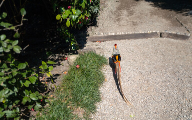 Naklejka premium Peacock Splendor of Isola Madre