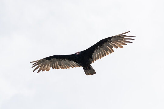 Jote de cabeza colorada (Cathartes aura) volando