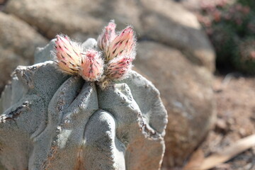 Cactus flower in spring showcasing vivid color
