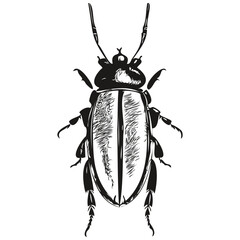 beetle vintage illustration, black and white vector art beetles