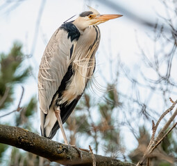 Graureiher im Baum