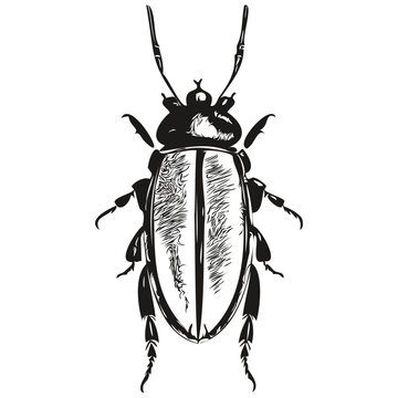 beetle vintage illustration, black and white vector art beetles