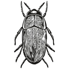 Engrave beetle illustration in vintage hand drawing style beetles