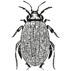 Hand drawn beetle on a white background, beetles