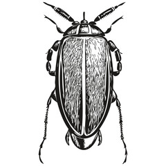 Hand drawn beetle on a white background, beetles