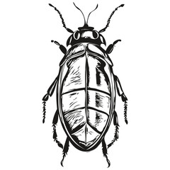 hand drawn beetle, vector illustration black and white beetles