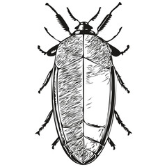 Hand drawn cartoon beetle, vector vintage illustration beetles