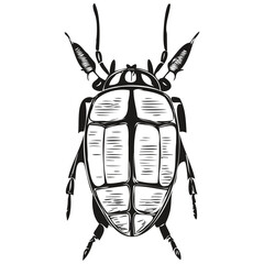 Hand drawn cartoon beetle, vector vintage illustration beetles