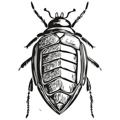 Hand drawn cartoon beetle, vector vintage illustration beetles
