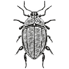 Realistic beetle vector, hand drawn animal illustration beetles