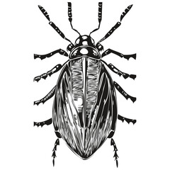 Vector image of silhouette of a beetle on a white background, beetles