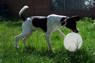 dog playing with ball