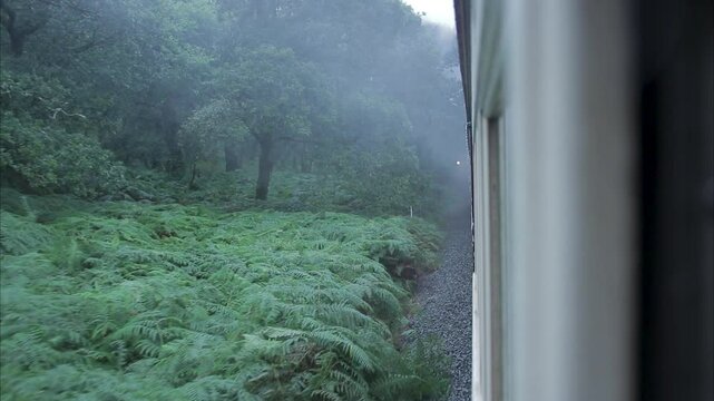 side of train and rainy woodland view from a moving vintage steam train