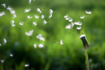 dandelion in the grass