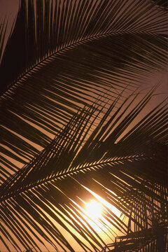 Silhouette Of Palm Leaves At Sunset; Mazatlan, Mexico