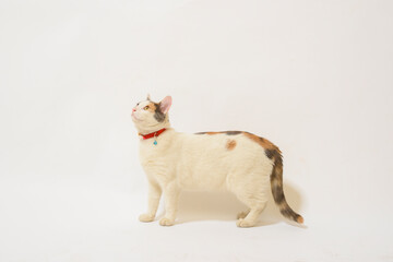 Fototapeta premium white cat on a white background isolated