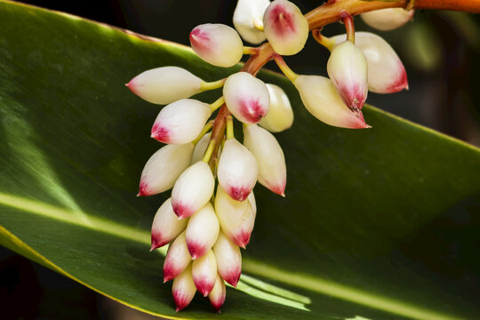 Close-Up Of White Ginger Flower Alpinia; Maui, Hawaii, United States Of America