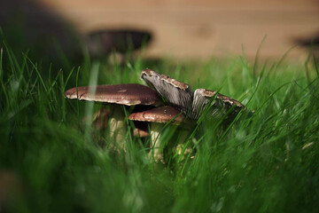 mushrooms in the grass